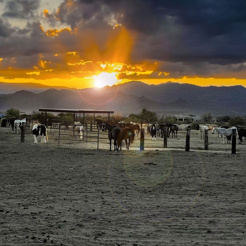 Donate - Reigning Grace Ranch