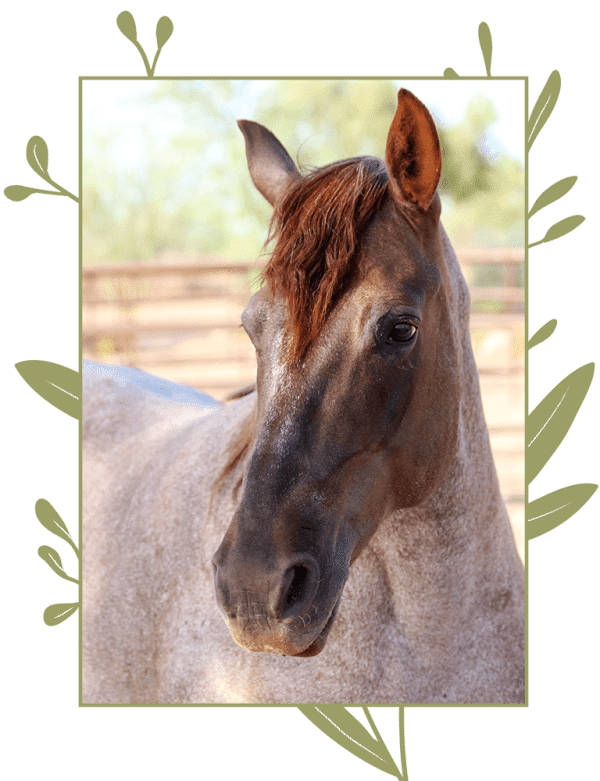 Horse Rescue Ranch and Arizona Horse Sanctuary - Reigning Grace Ranch