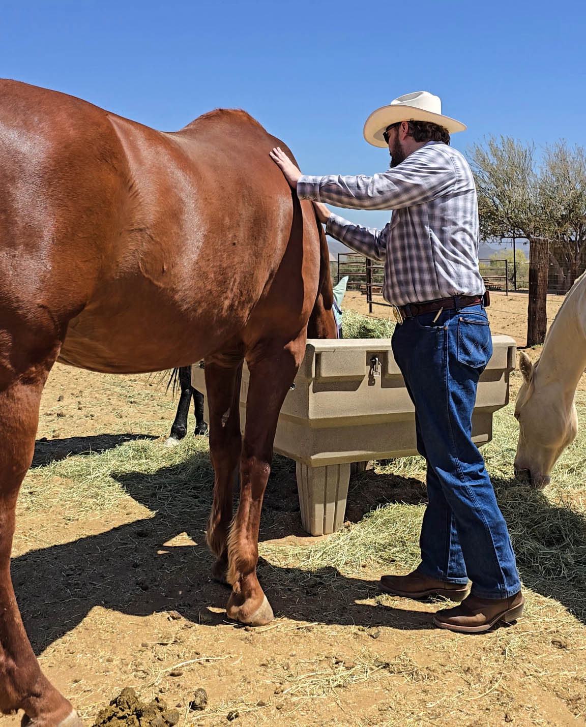 armor-project-2 Veteran during a private lesson petting a horse while it feeds