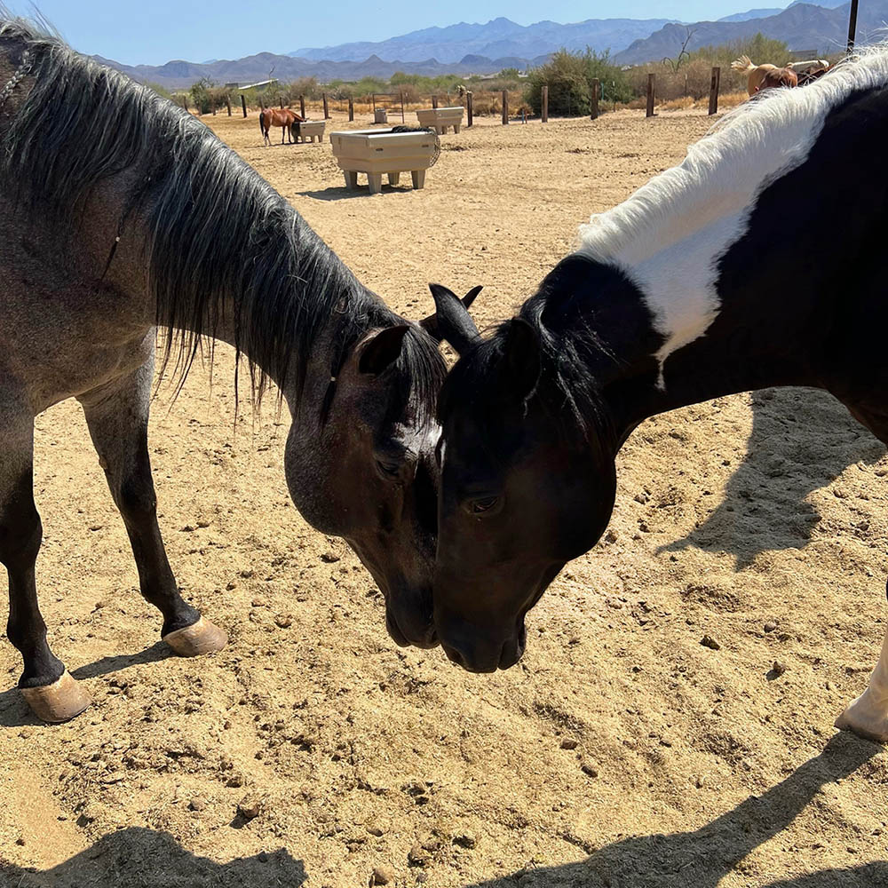 healing-with-horses Two horses standing head-to-head in a sandy pasture with desert mountains in the background.